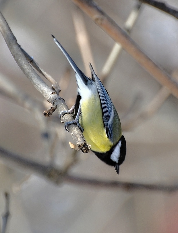 sýkorka belasá Parus caeruleus