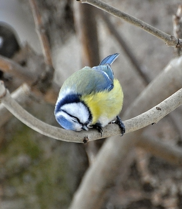 sýkorka belasá Parus caeruleus