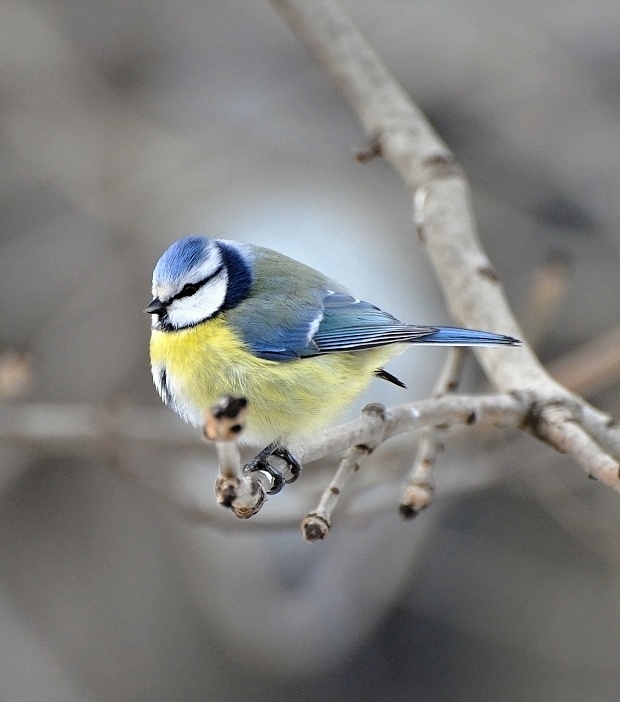 sýkorka belasá Parus caeruleus