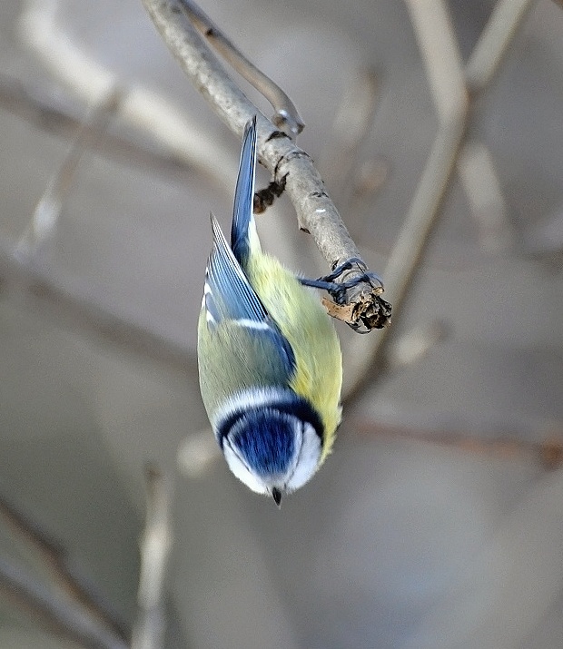 sýkorka belasá Parus caeruleus