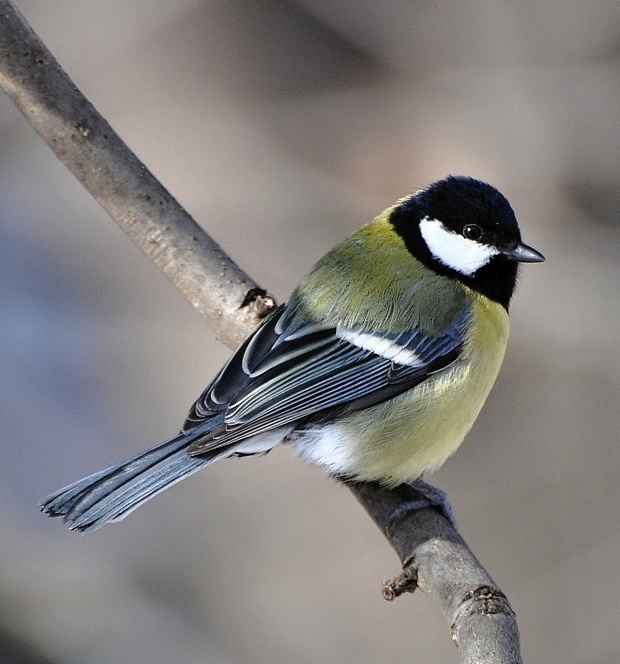 sýkorka bielolica (veľká) Parus major