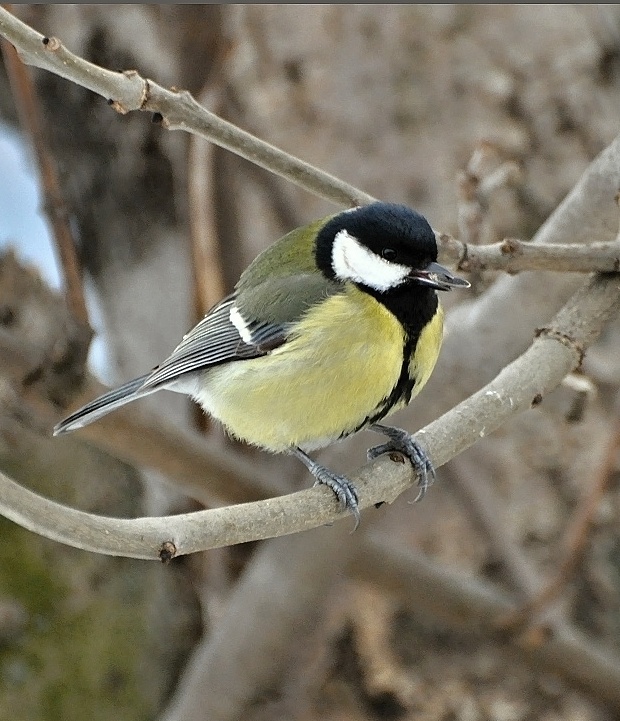 sýkorka bielolica Parus major