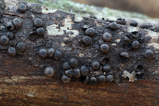 rozelínia Rosellinia sp.