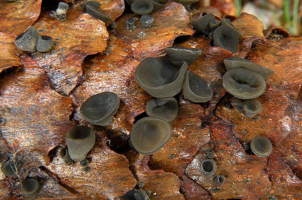 jahňadka smreková Rutstroemia bulgarioides (P. Karst.) P. Karst.