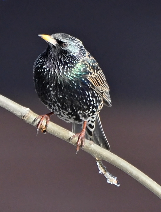 škorec lesklý (obyčajný) Sturnus vulgaris