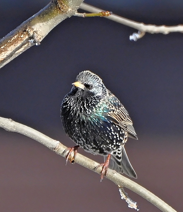 škorec lesklý Sturnus vulgaris