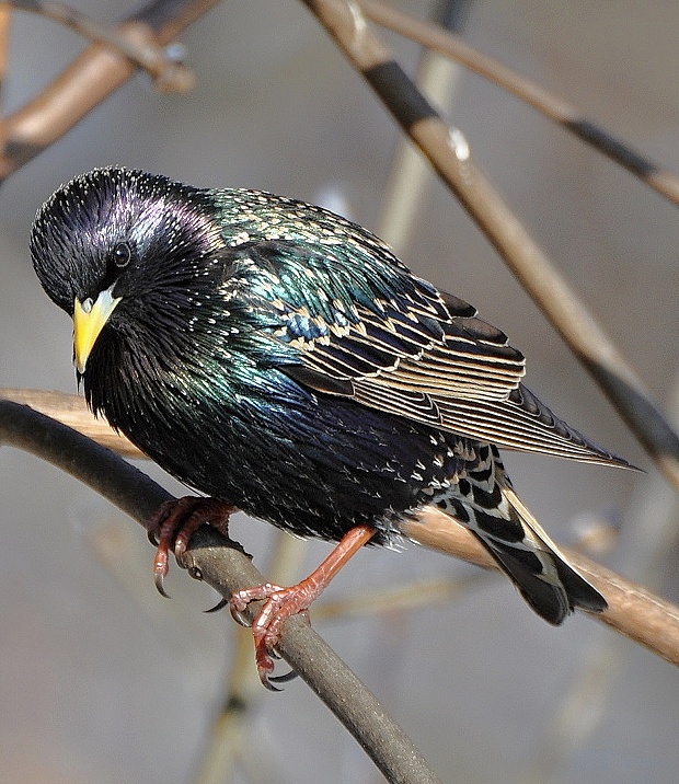 škorec lesklý Sturnus vulgaris