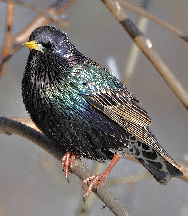 škorec lesklý Sturnus vulgaris