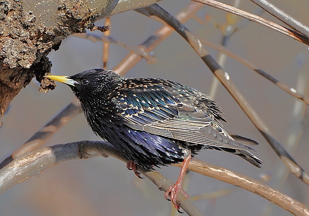 škorec lesklý Sturnus vulgaris