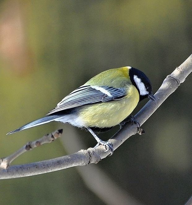 sýkorka bielolica parus major