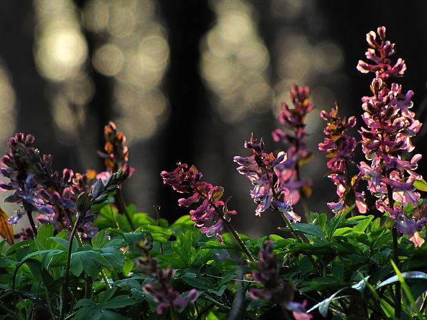 chochlačka dutá Corydalis cava (L.) Schweigg. et Körte