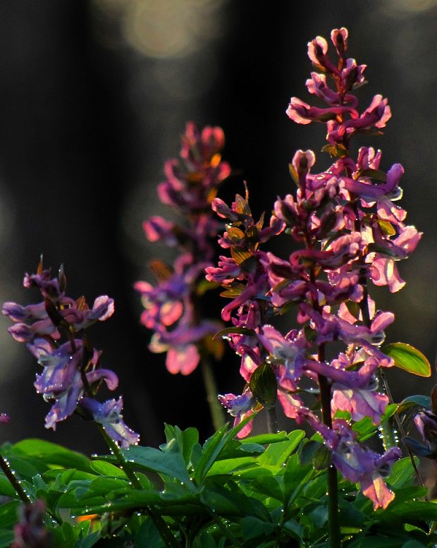 chochlačka dutá Corydalis cava (L.) Schweigg. et Körte