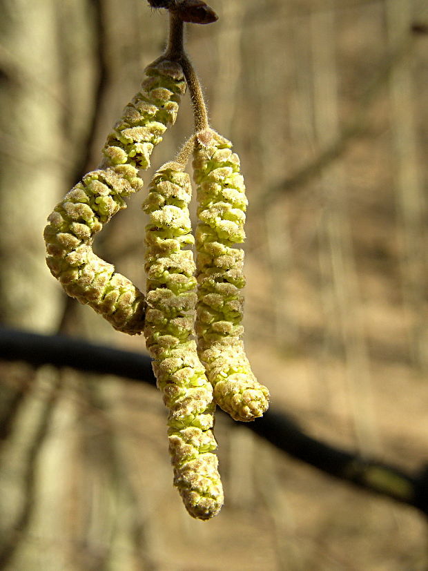 lieska obyčajná Corylus avellana L.