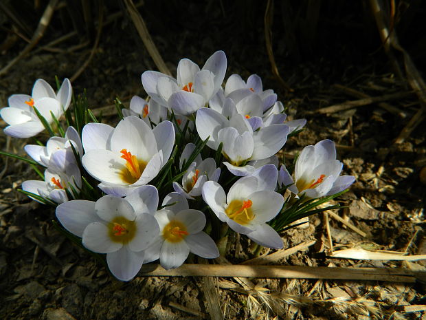 šafran Crocus sp.