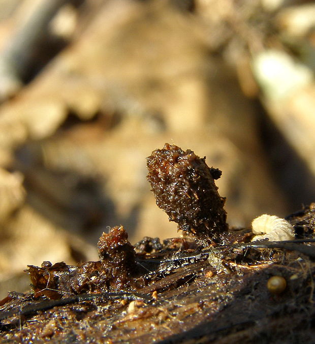 čiaškovec pasikavý Cyathus striatus (Huds.) Willd.