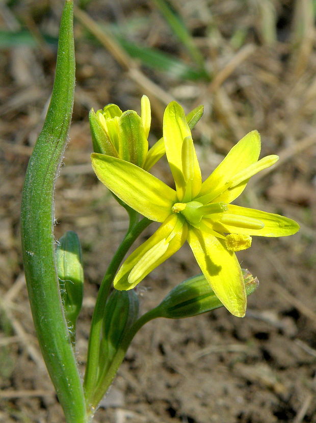 krivec žltý Gagea lutea (L.) Ker Gawl.