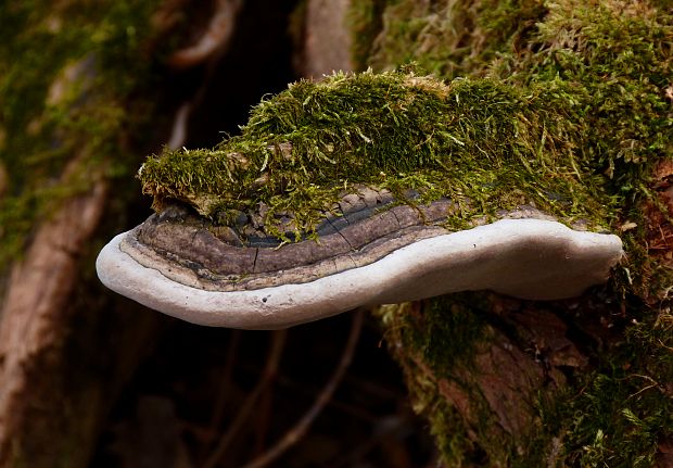 ohňovec obyčajný Phellinus igniarius (L.) Quél.