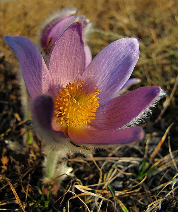 poniklec veľkokvetý Pulsatilla grandis Wender.