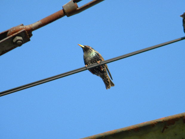 škorec lesklý Sturnus vulgaris