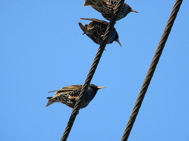 škorec obyčajný Sturnus vulgaris