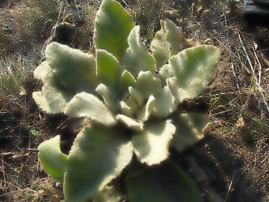 divozel veľkokvetý Verbascum densiflorum Bertol.