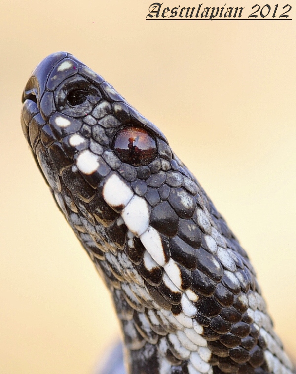 vretenica severná vipera berus