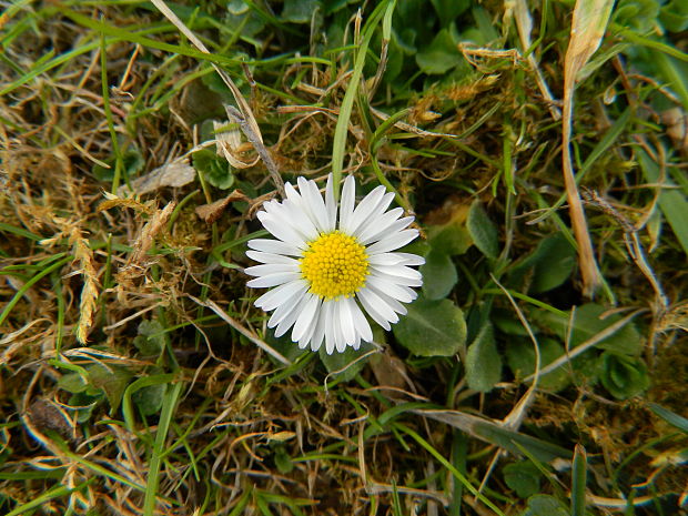 sedmokráska obyčajná Bellis perennis L.