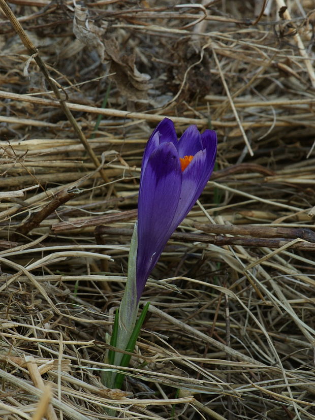 šafran spišský Crocus discolor G. Reuss