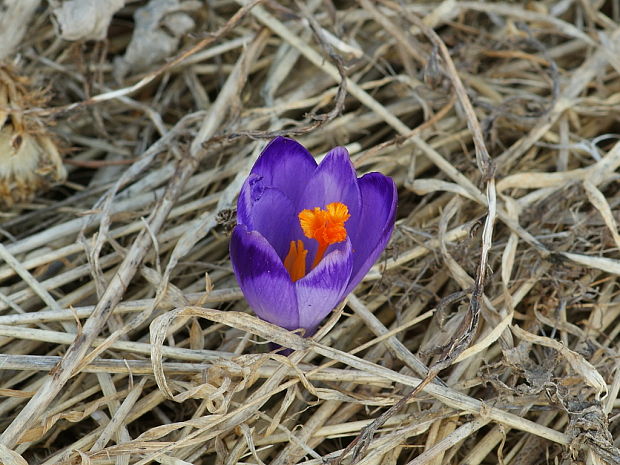 šafran spišský Crocus discolor G. Reuss