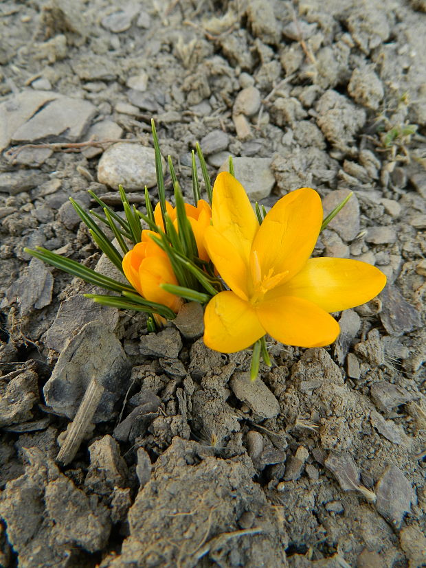 šafrán žltý Crocus flavus Weston