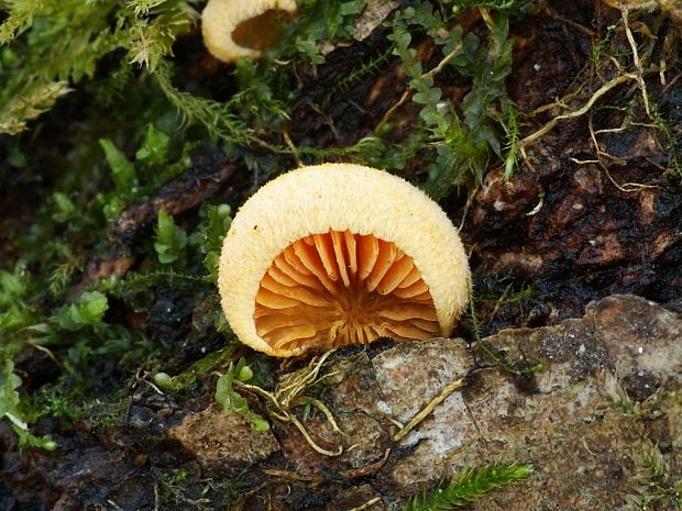 hlivník hniezdovitý Phyllotopsis nidulans (Pers.) Singer