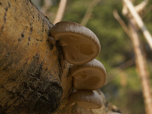 hliva závojová Pleurotus calyptratus (Lindblad ex Fr.) Sacc.