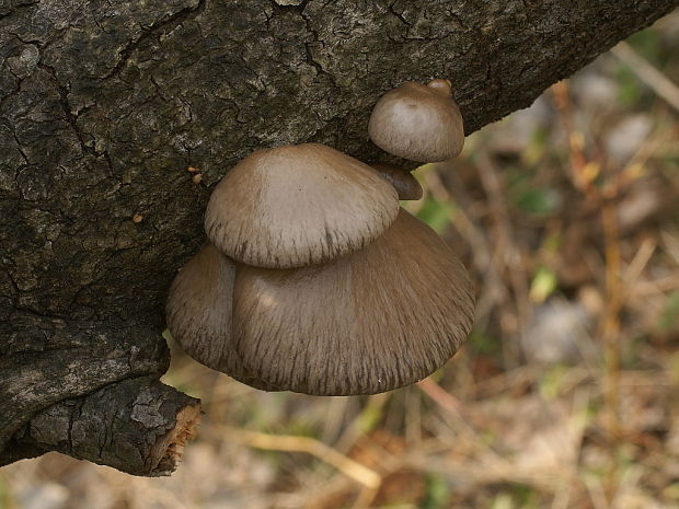 hliva závojová Pleurotus calyptratus (Lindblad ex Fr.) Sacc.