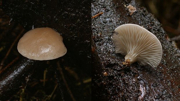 hliva Pleurotus sp.