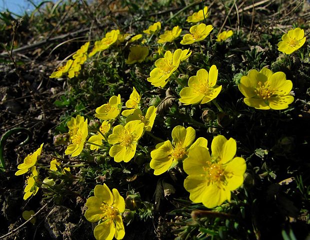 nátržník piesočný Potentilla arenaria Borkh.