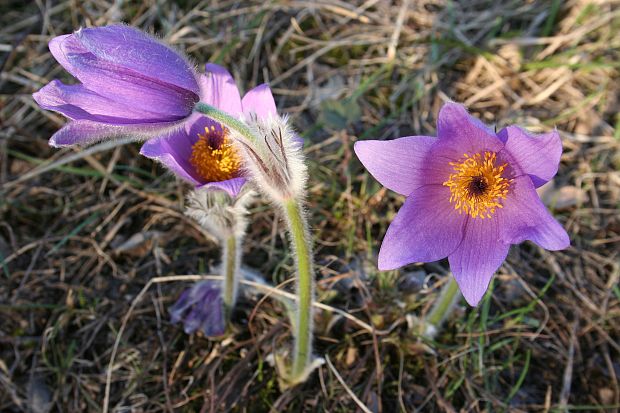 poniklec veľkokvetý Pulsatilla grandis Wender.