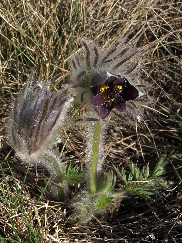 poniklec lúčny český Pulsatilla pratensis subsp. bohemica Skalický