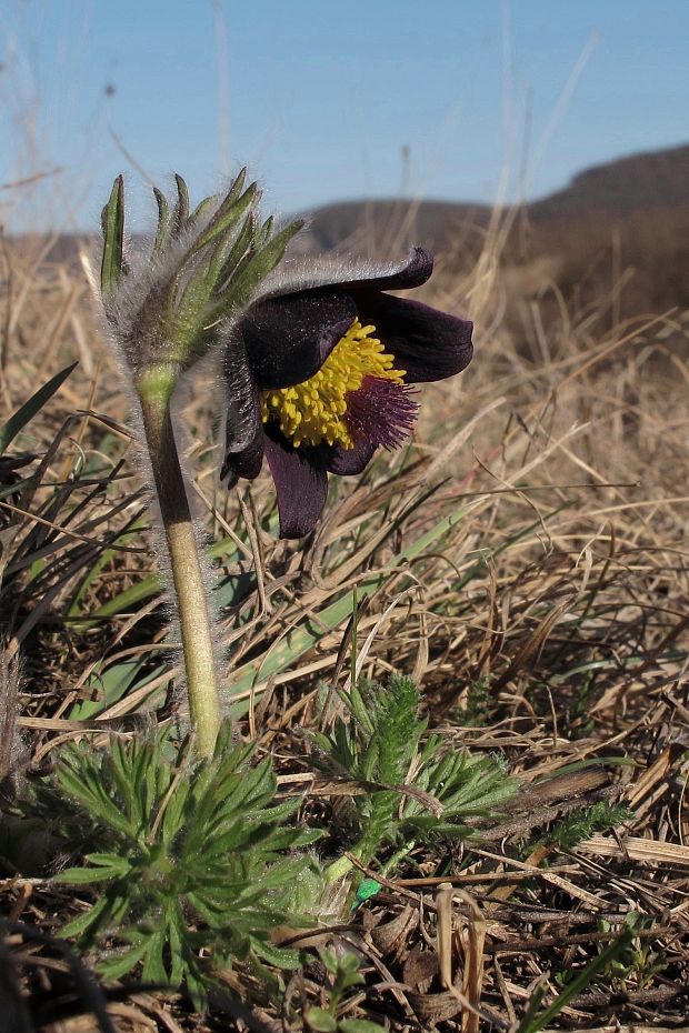 poniklec lúčny český Pulsatilla pratensis subsp. bohemica Skalický