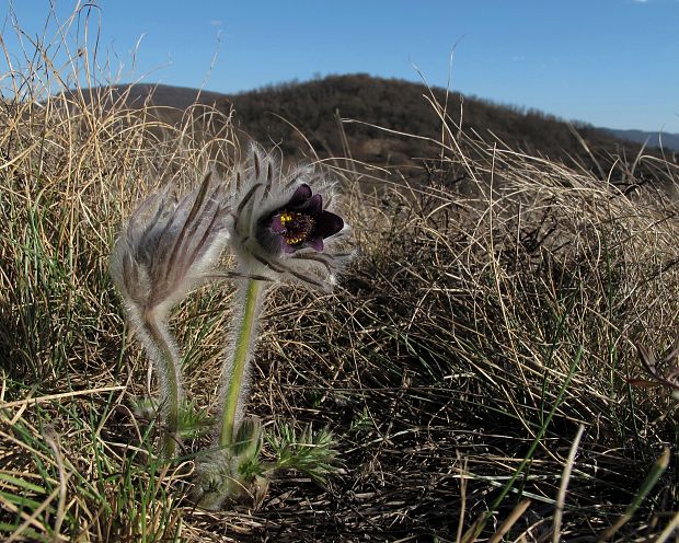 poniklec lúčny český Pulsatilla pratensis subsp. bohemica Skalický