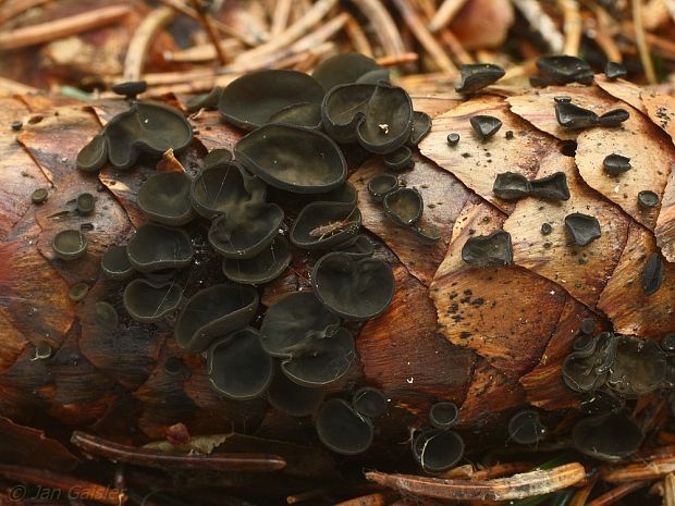 jahňadka smreková Rutstroemia bulgarioides (P. Karst.) P. Karst.