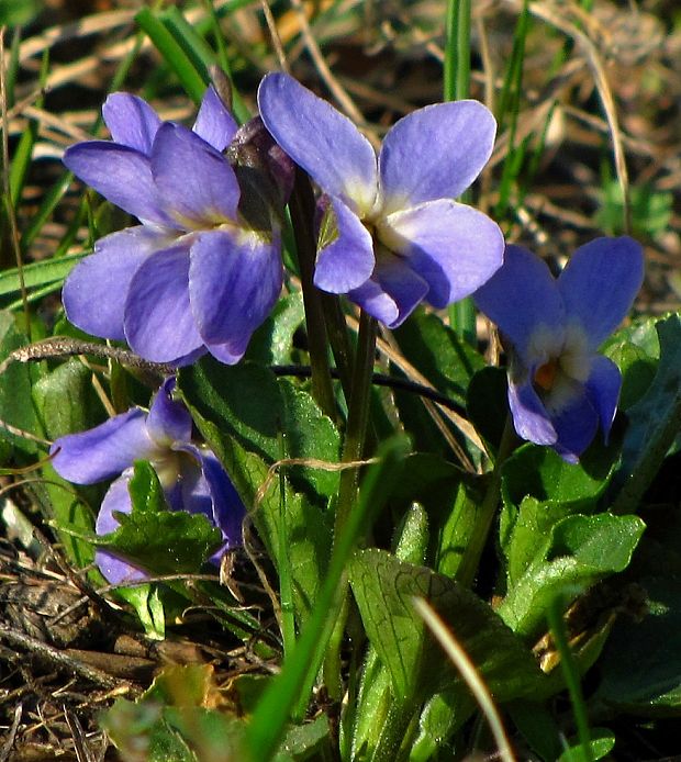 fialka Viola sp.