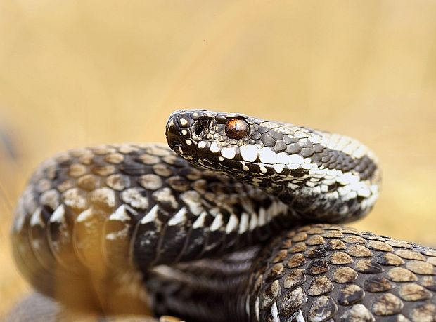 vretenica severná vipera berus