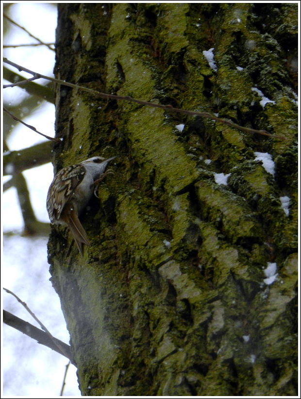 kôrovník dlhoprstý Certhia familiaris