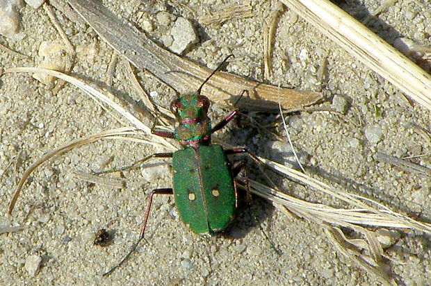 svižník poľný Cicindela campestris