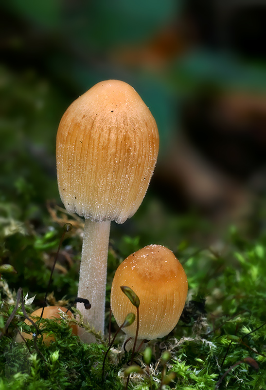 hnojník ligotavý Coprinellus micaceus (Bull.) Vilgalys, Hopple & Jacq. Johnson