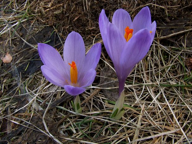 šafran spišský Crocus discolor G. Reuss