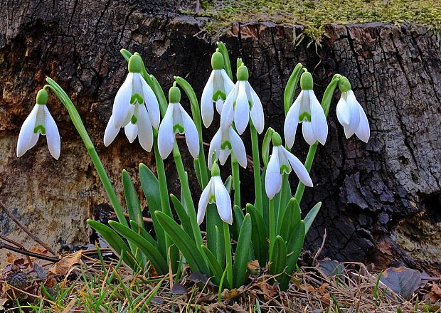 snežienka jarná Galanthus nivalis L.