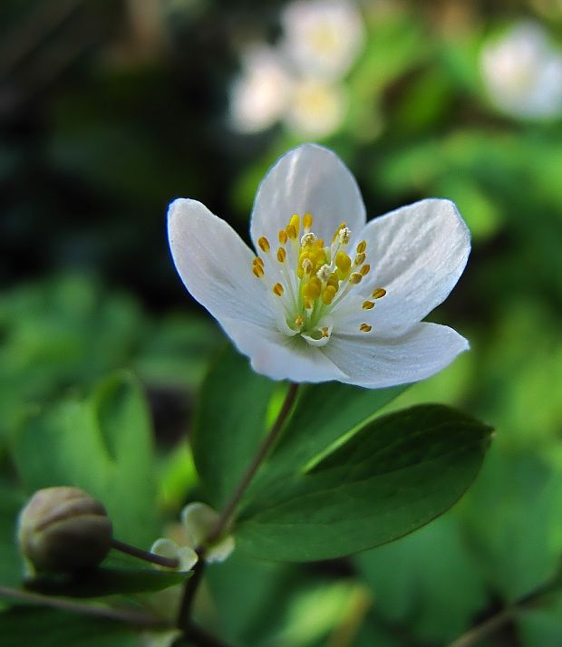 veterník žltuškovitý Isopyrum thalictroides L.