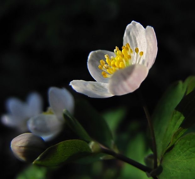 veterník žltuškovitý Isopyrum thalictroides L.