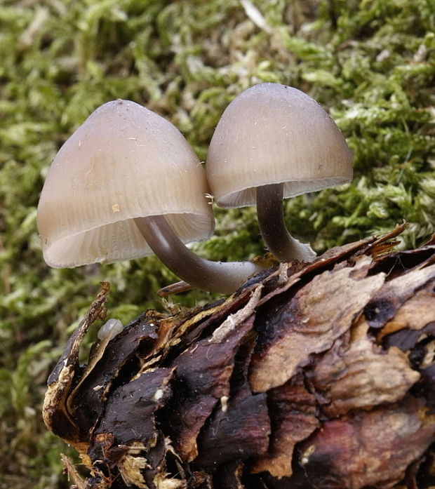 prilbička šišková Mycena strobilicola J. Favre & Kühner